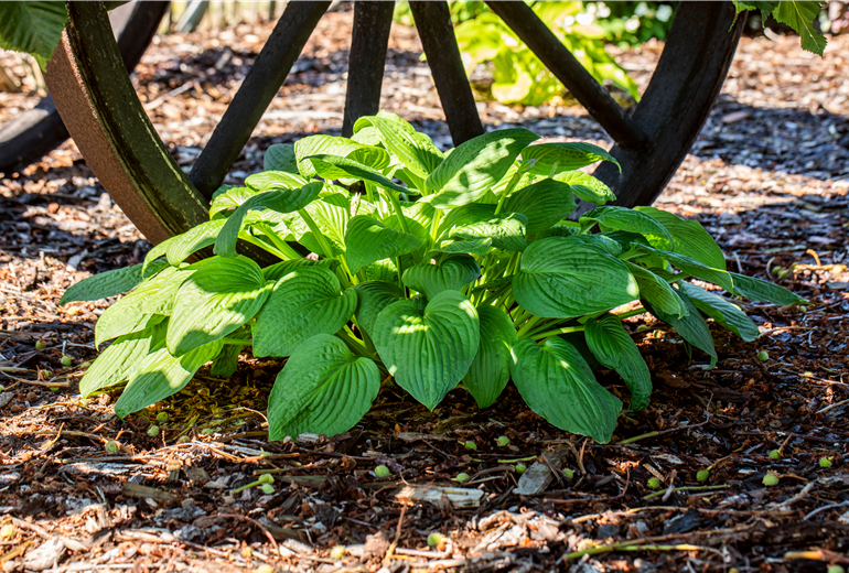 Hosta Hosta