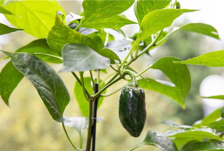 Upcycling - Gemüsebeet Upcycling - Gemüsebeet