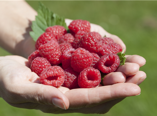 Rubus idaeus Rubus idaeus