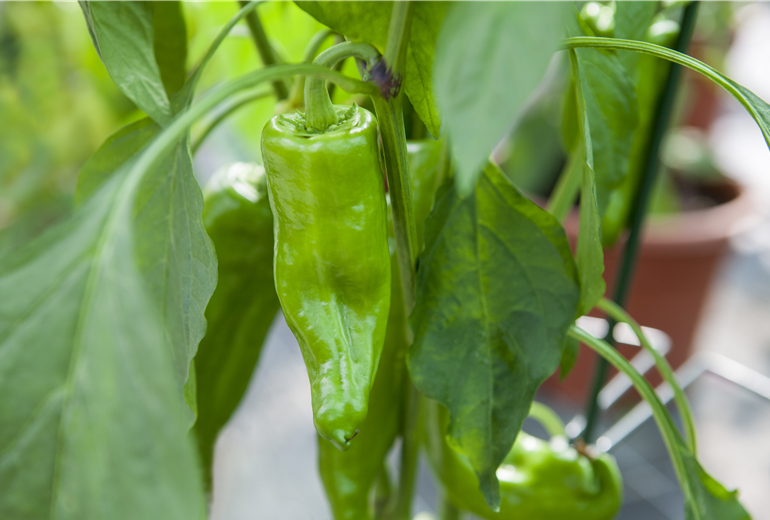 Capsicum annuum 'Red Bull`s Horn' Capsicum annuum 'Red Bull`s Horn'