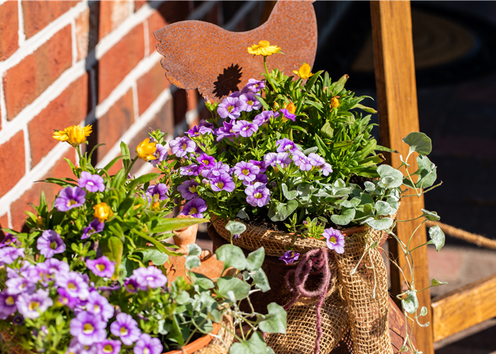 Beet- und Balkonpflanzen pflegen und bunte Blüten bewundern Beet- und Balkonpflanzen pflegen und bunte Blüten bewundern