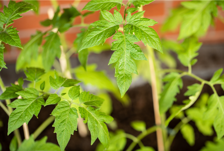 Solanum lycopersicum Solanum lycopersicum