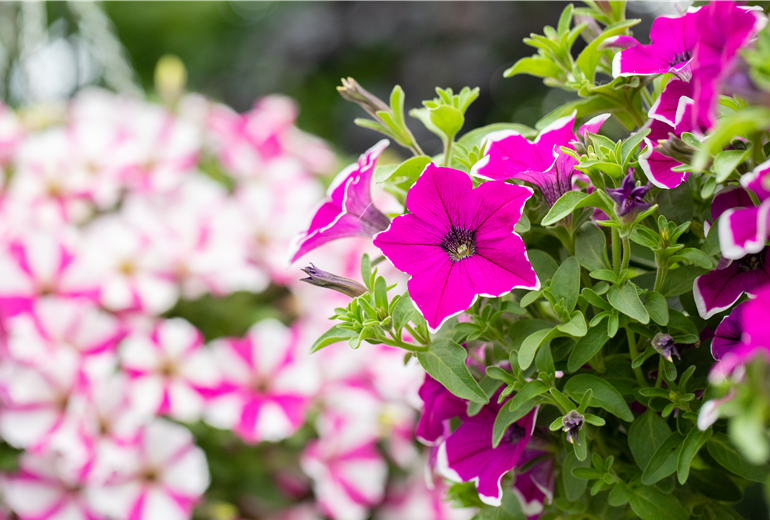 Petunia ,Surprise Magenta Halo' Petunia ,Surprise Magenta Halo'