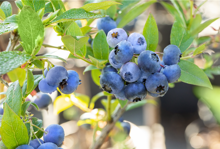 Vaccinium corymbosum 'Bluecrop' Vaccinium corymbosum 'Bluecrop'