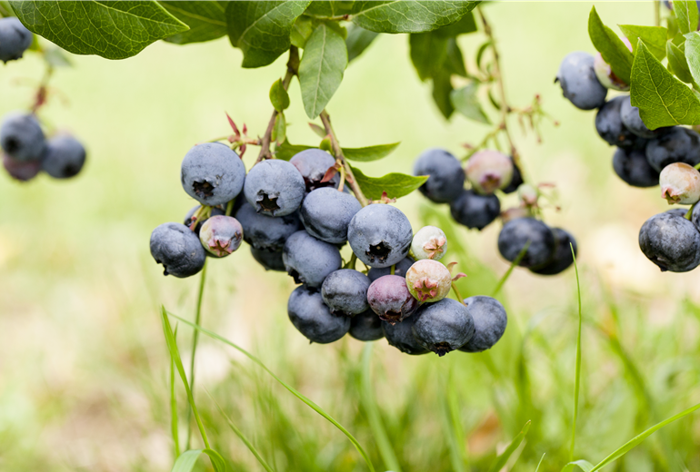 Vaccinium corymbosum Vaccinium corymbosum