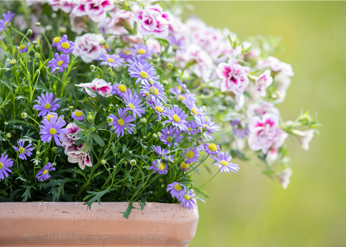 Beet- und Balkonpflanzen schneiden – Ja oder nein? Beet- und Balkonpflanzen schneiden – Ja oder nein?