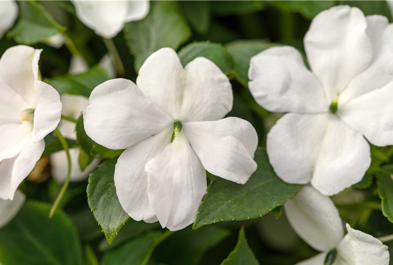 Impatiens walleriana, weiß