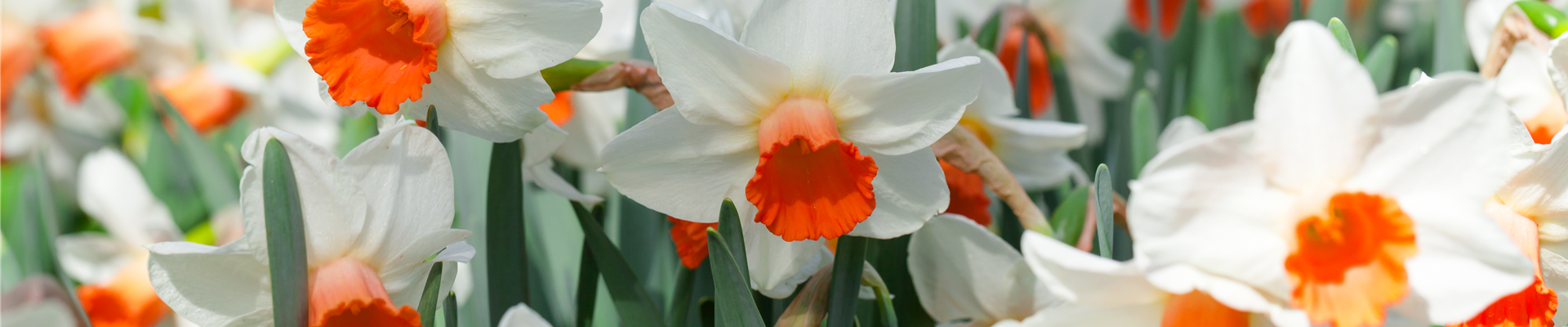 Narcissus cyclamineus 'Reggae' Narcissus cyclamineus 'Reggae'
