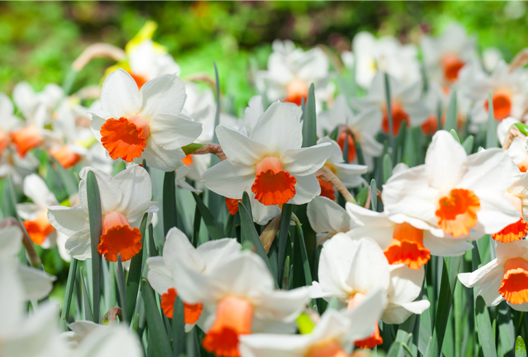 Narcissus cyclamineus 'Reggae' Narcissus cyclamineus 'Reggae'