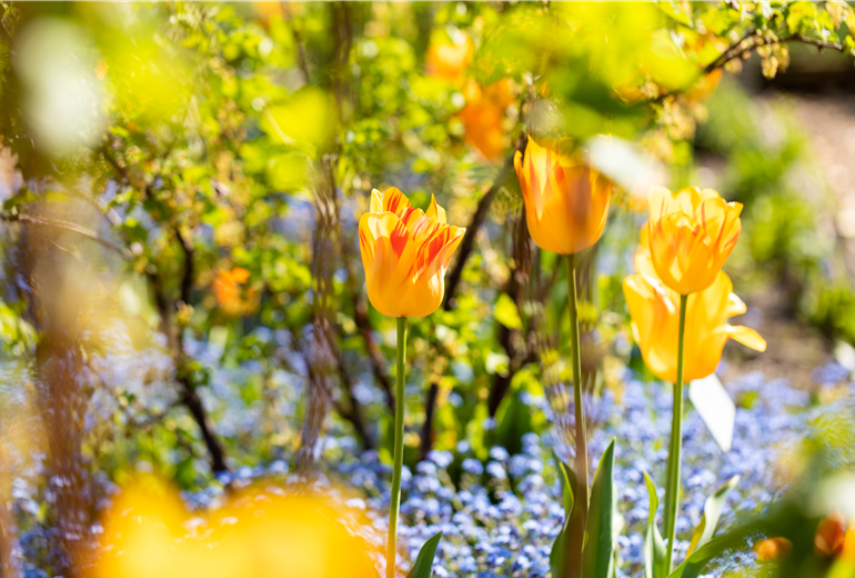 Tulpen im Beet