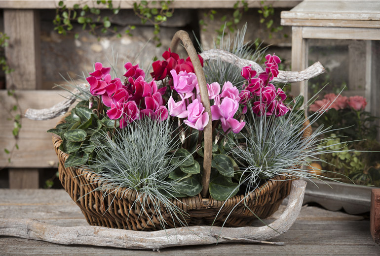 Korb mit Cyclamen Korb mit Cyclamen