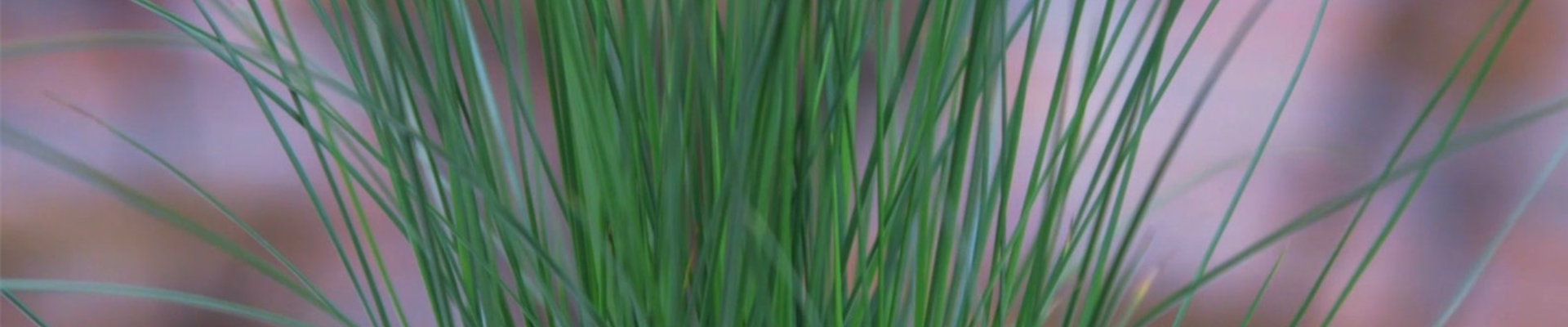 Flatter Binse - Umtopfen (Thumbnail) Flatter Binse - Umtopfen (Thumbnail)