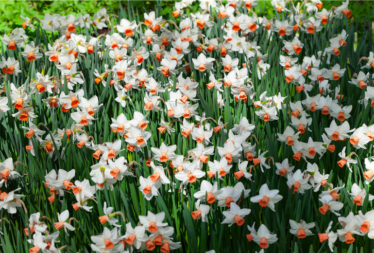 Narcissus cyclamineus 'Reggae' Narcissus cyclamineus 'Reggae'