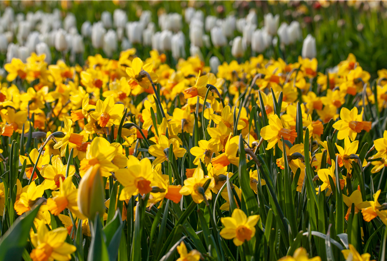 Narcissus pseudonarcissus Narcissus pseudonarcissus