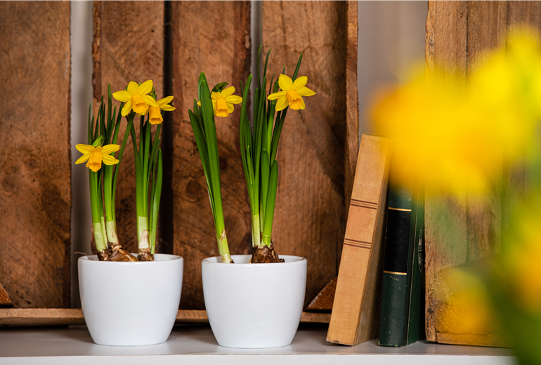 Narcissus pseudonarcissus, gelb Narcissus pseudonarcissus, gelb