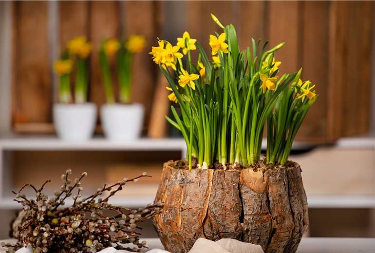 Narcissus cyclamineus Narcissus cyclamineus
