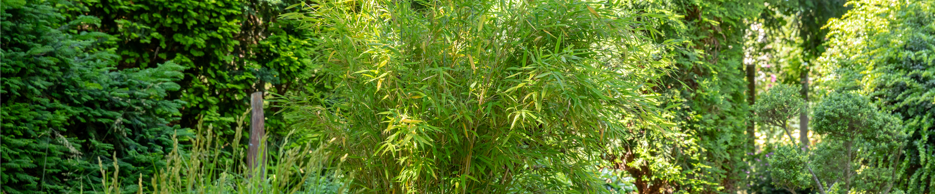 Asia-Garten mit Bambus Asia-Garten mit Bambus