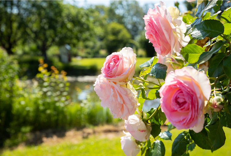 Kletterrose, rosa