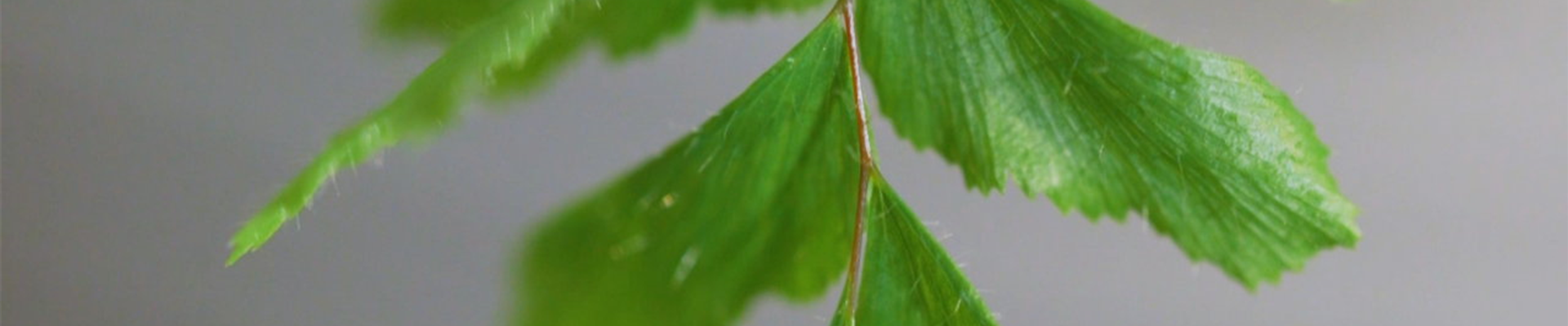 Frauenhaarfarn - Umtopfen (Thumbnail) Frauenhaarfarn - Umtopfen (Thumbnail)