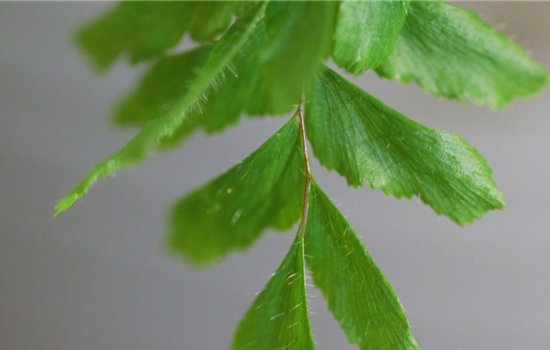 Frauenhaarfarn - Umtopfen Frauenhaarfarn - Umtopfen