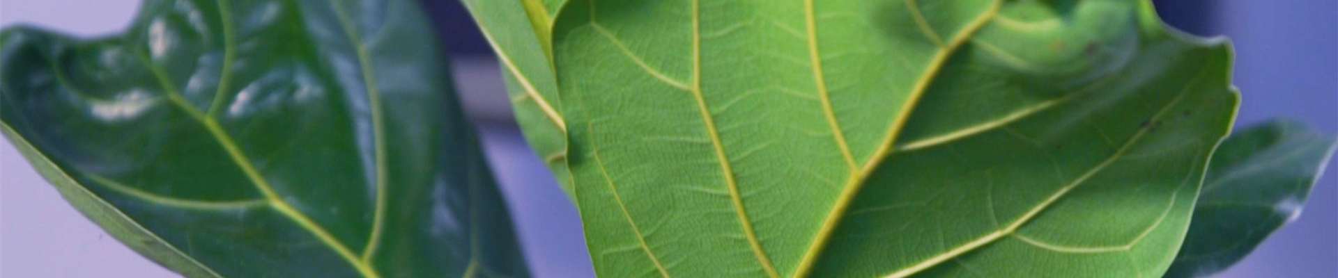 Geigenbaum - Umtopfen (Thumbnail) Geigenbaum - Umtopfen (Thumbnail)