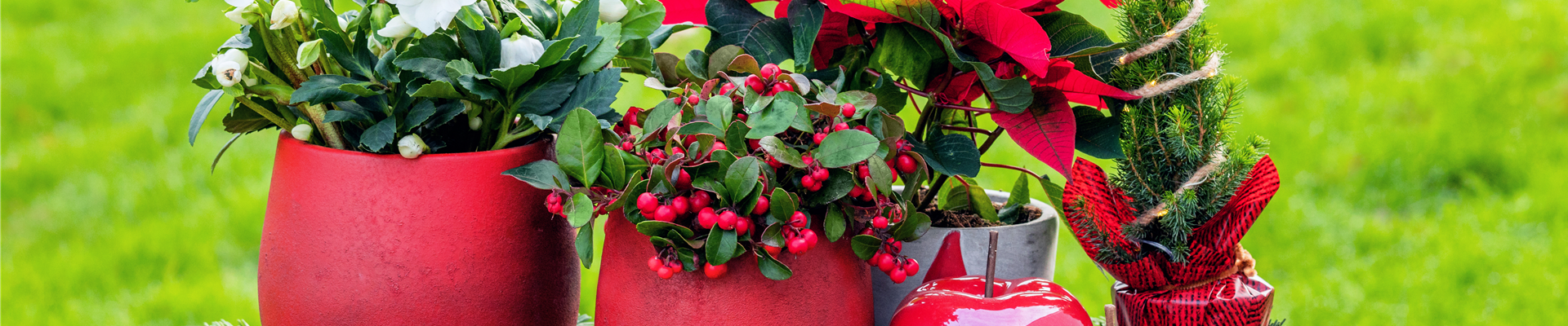 Weihnachtliche Pflanzen Weihnachtliche Pflanzen