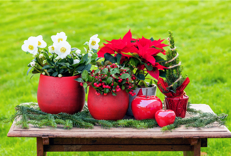 Weihnachtliche Pflanzen Weihnachtliche Pflanzen