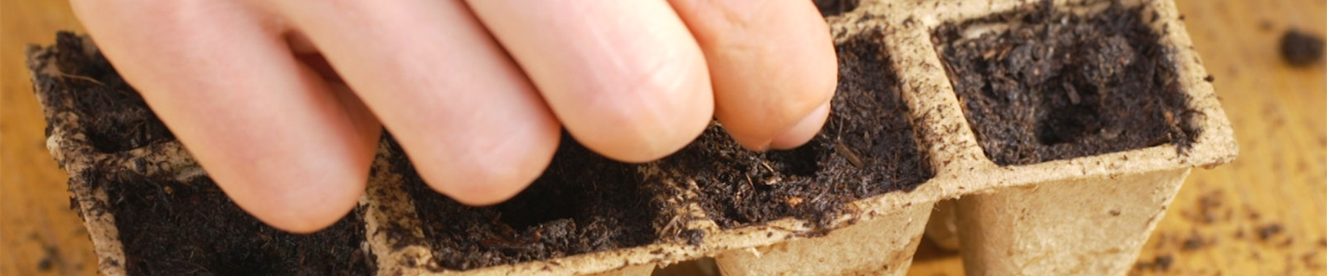 Hausgurke - Aussaat (Thumbnail) Hausgurke - Aussaat (Thumbnail)