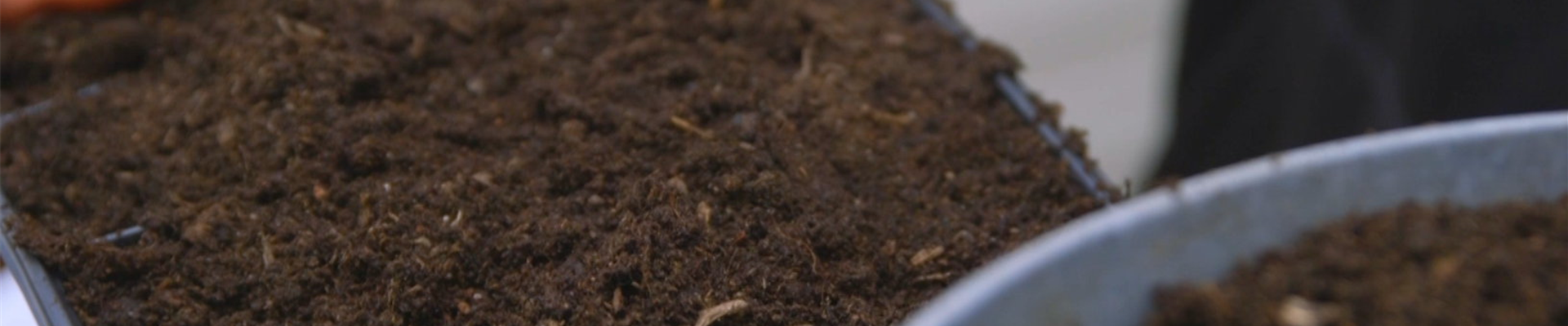 Majoran - Aussaat und Anzucht (Thumbnail) Majoran - Aussaat und Anzucht (Thumbnail)