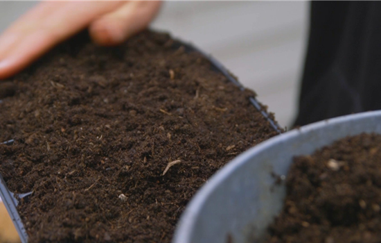 Majoran - Aussaat Majoran - Aussaat