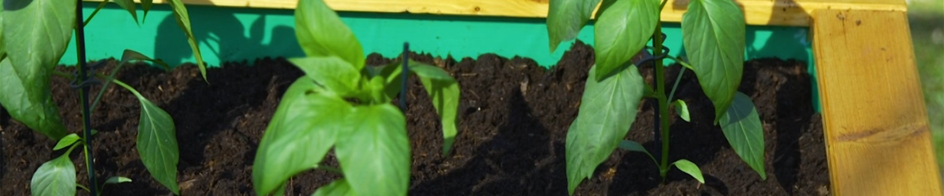 Jalapeno Paprika - Einpflanzen im Hochbeet (Thumbnail) Jalapeno Paprika - Einpflanzen im Hochbeet (Thumbnail)
