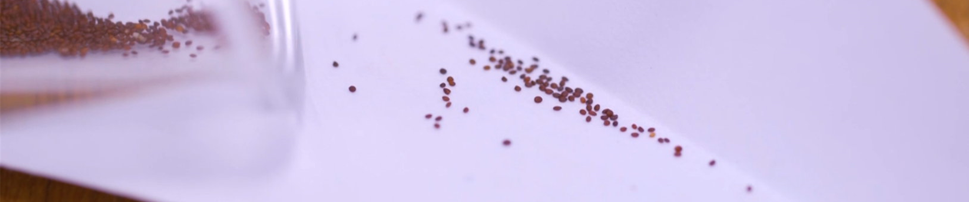 Oregano - Aussaat und Anzucht (Thumbnail)