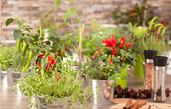 Kräuter für die Küche selber anbauen Kräuter für die Küche selber anbauen