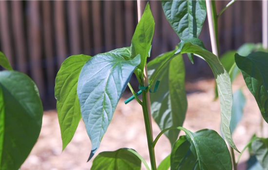 Jalapeno Paprika- Einpflanzen im Gemüsebeet Jalapeno Paprika- Einpflanzen im Gemüsebeet