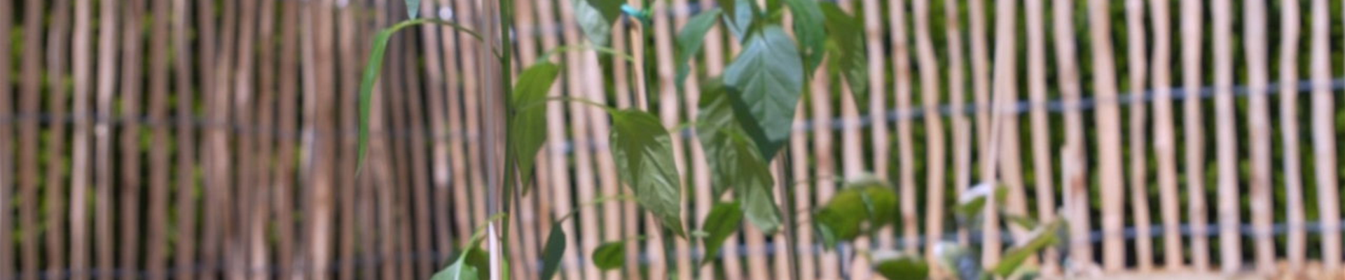 Gemüsepaprika - Einpflanzen im Gemüsebeet (Thumbnail) Gemüsepaprika - Einpflanzen im Gemüsebeet (Thumbnail)