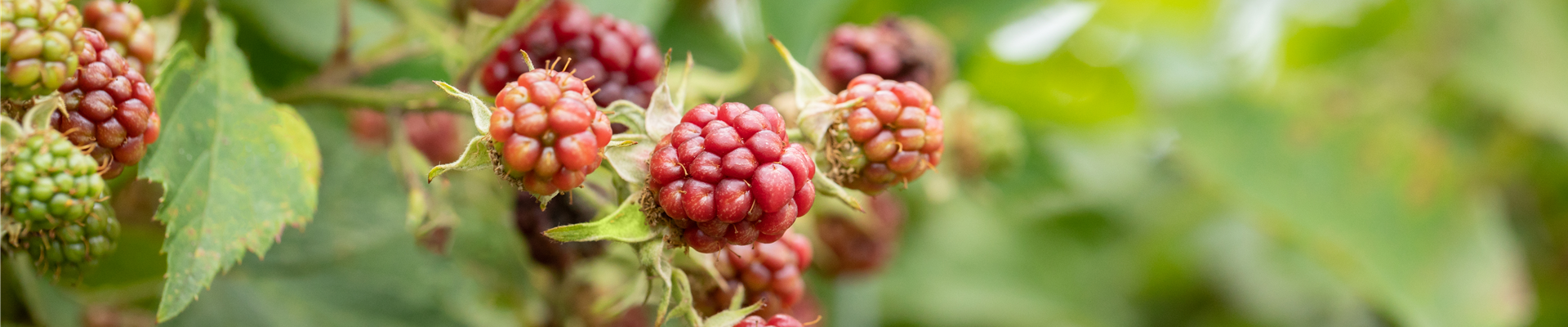 Reifende Brombeeren Reifende Brombeeren