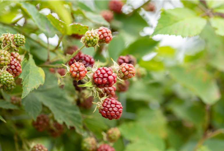 Reifende Brombeeren Reifende Brombeeren