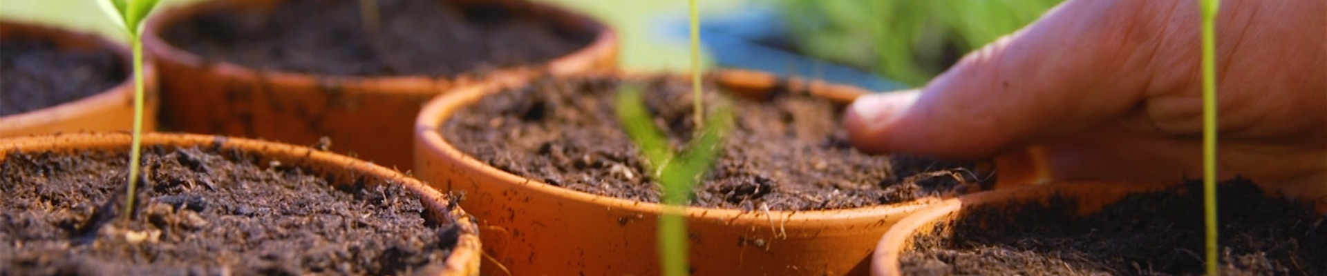 Gemüsepaprika - Pikieren (Thumbnail) Gemüsepaprika - Pikieren (Thumbnail)