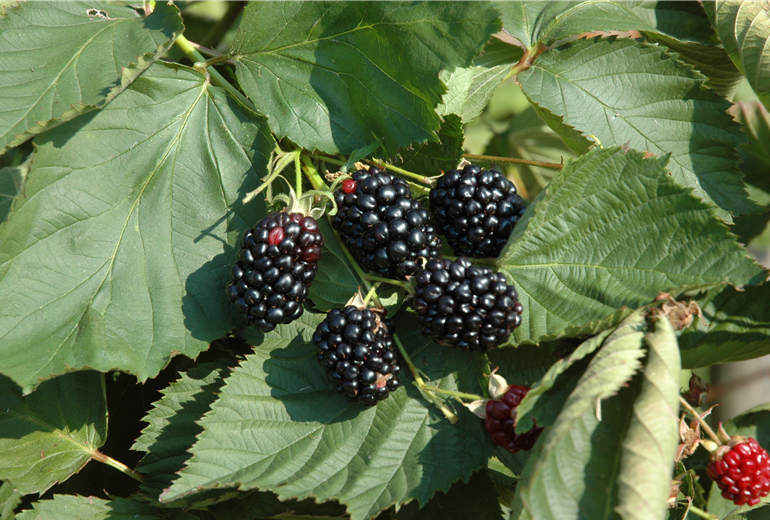 Rubus fruticosus 'Choctaw'® Rubus fruticosus 'Choctaw'®