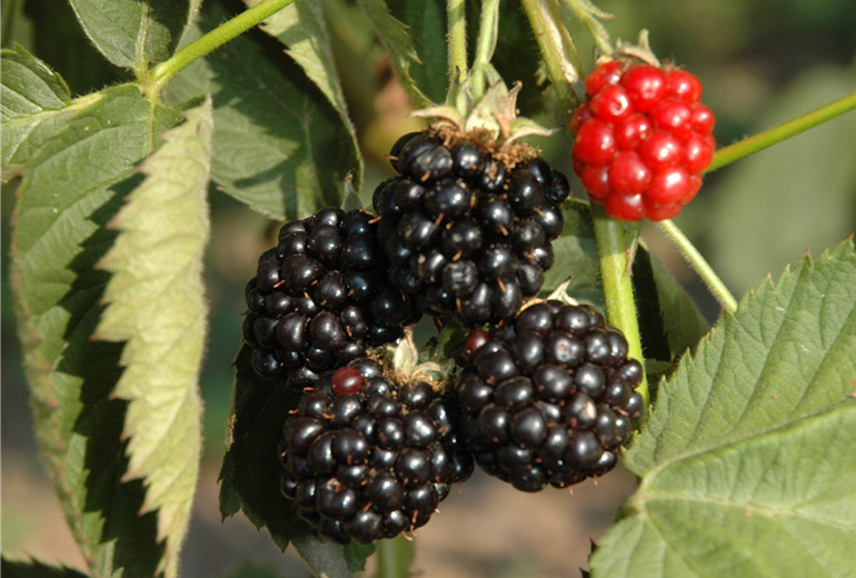 Rubus fruticosus 'Apache' Rubus fruticosus 'Apache'