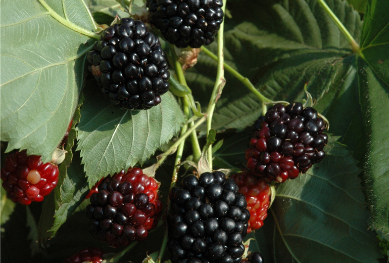 Rubus fruticosus 'Apache' Rubus fruticosus 'Apache'