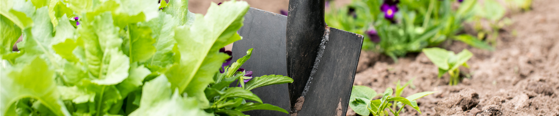 Gartengeräte - Spaten