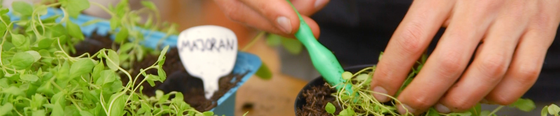 Majoran - Pikieren10 Majoran - Pikieren10