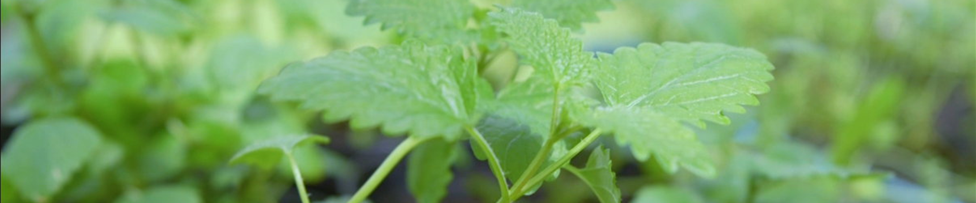 Zitronenmelisse - Pikieren (Thumbnail) Zitronenmelisse - Pikieren (Thumbnail)