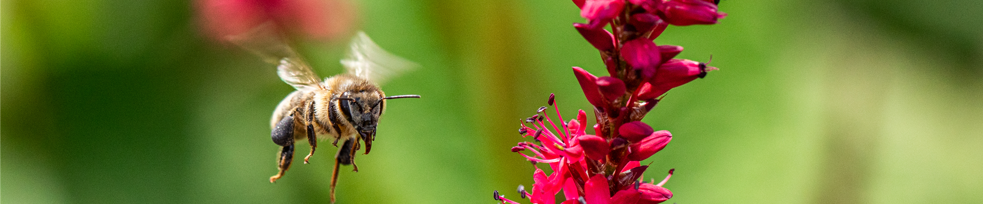 Fliegende Biene Fliegende Biene