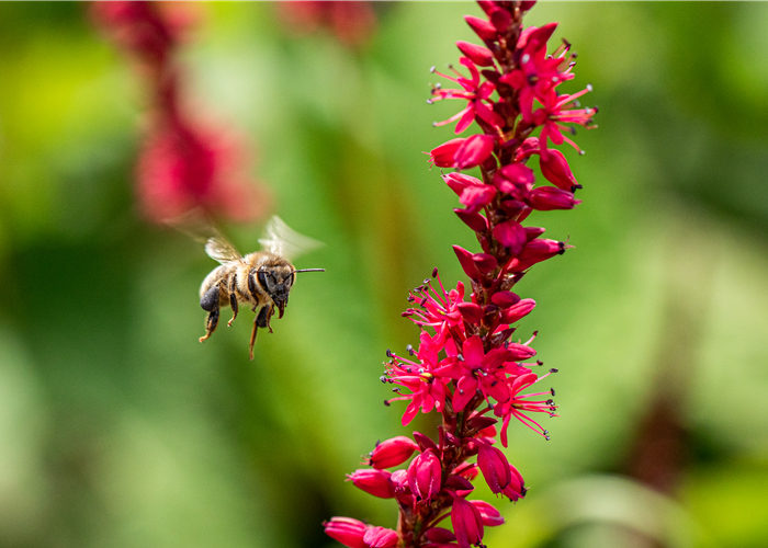 Bienenfreundliche Balkonpflanzen für Bienensnacks in der Stadt