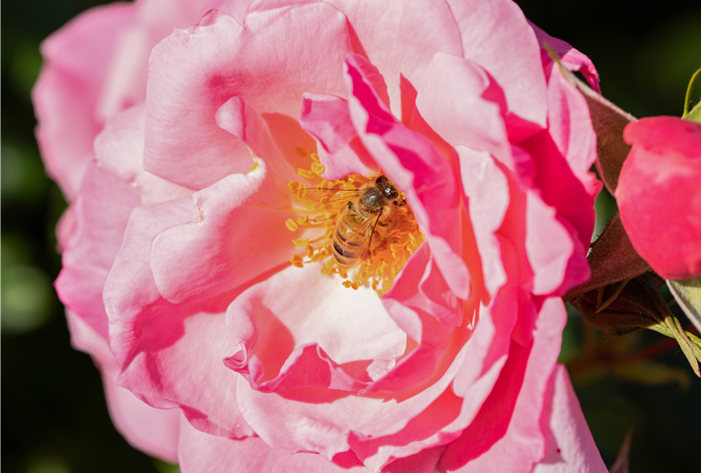 Biene in Rosenblüte Biene in Rosenblüte