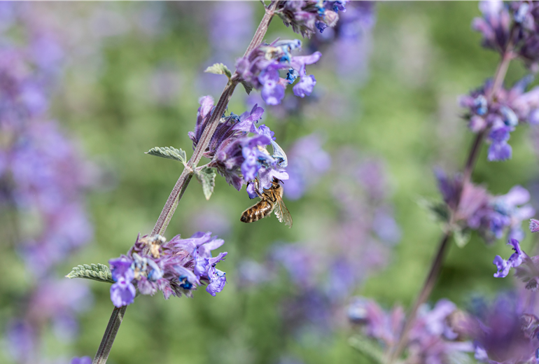 Nepeta x faassenii 'Walker´s Low' Nepeta x faassenii 'Walker´s Low'
