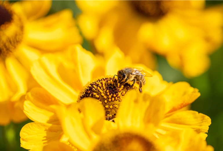 Biene auf Blüte Biene auf Blüte
