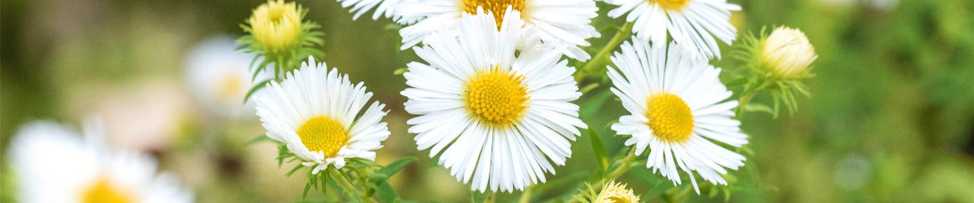 Rauhblatt Aster- Einpflanzen im Garten (Thumbnail) Rauhblatt Aster- Einpflanzen im Garten (Thumbnail)